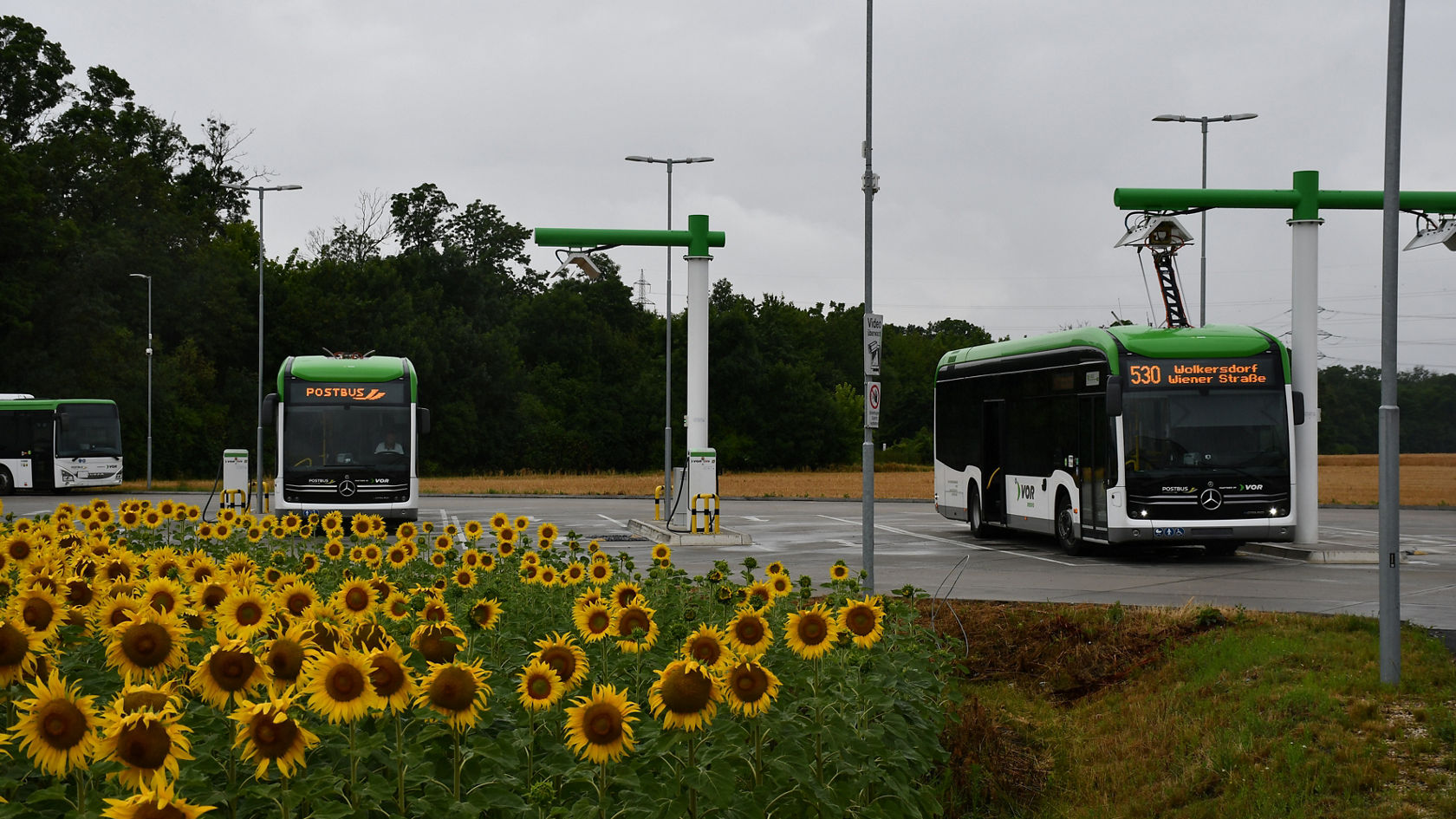 Through the wine region with the eCitaro.